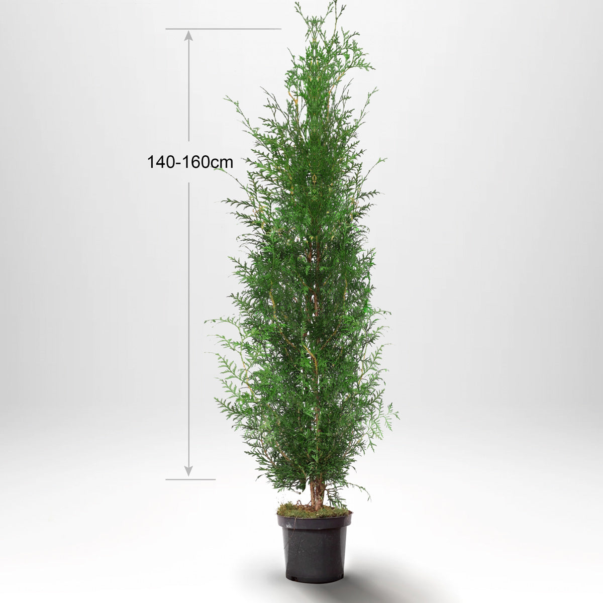 Thuja Occ Brabant 140-160 cm, Pottedyrket Co 10, Kvalitet: Standard